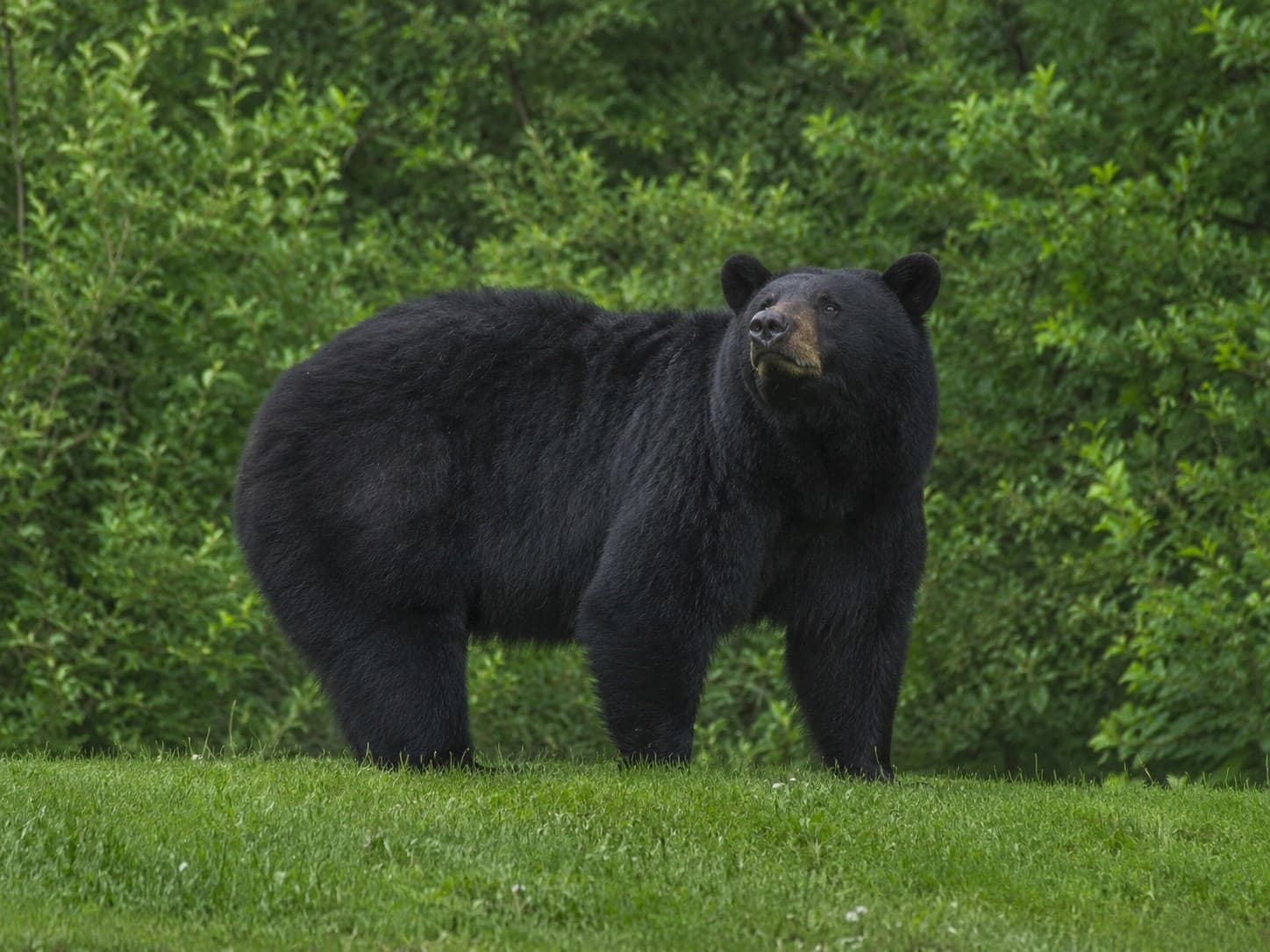 Bear