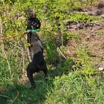 Black lab ready for the hunt