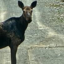 Bull moose portrait in the Maine woods