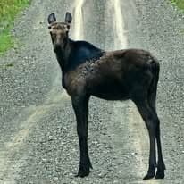 Moose crossing a north woods road