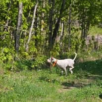Pointer working through the north woods