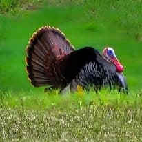 Wild turkey in Maine timberland