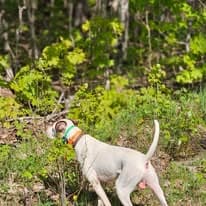 Bird Dog Training